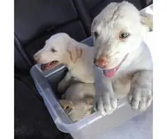 Beautiful well socialized Labrador Retriever Puppies