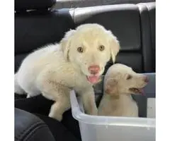 Beautiful well socialized Labrador Retriever Puppies - 3