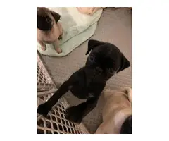 11 weeks old black and fawn Pug Puppies - 2