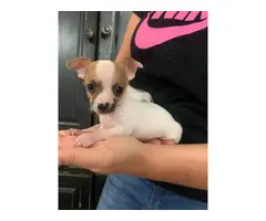 2 teacup chihuahua puppies for sale