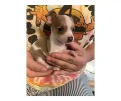 2 teacup chihuahua puppies for sale - 2