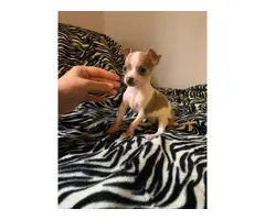 2 teacup chihuahua puppies for sale - 3