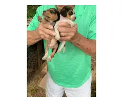 Male and female Registered Beagle puppies for sale - 1