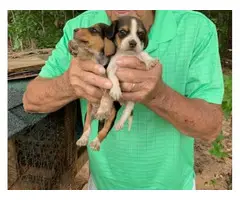 Male and female Registered Beagle puppies for sale - 2