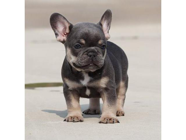 Registered French Bulldog Puppies For ReHoming in Baton
