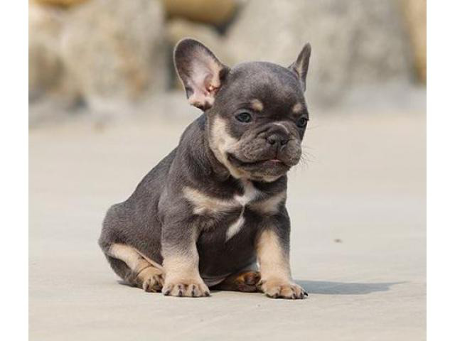 Registered French Bulldog Puppies For ReHoming in Baton