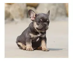 Registered French Bulldog Puppies For Re-Homing - 2