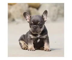 Registered French Bulldog Puppies For Re-Homing - 3