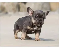 Registered French Bulldog Puppies For Re-Homing - 4