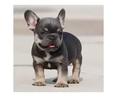 Registered French Bulldog Puppies For Re-Homing - 6