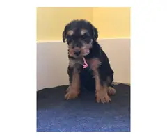 Seven Purebred Airedale puppies - 2