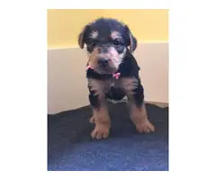Seven Purebred Airedale puppies - 3