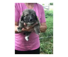 6 Anatolian Shepherd Puppies Available - 6
