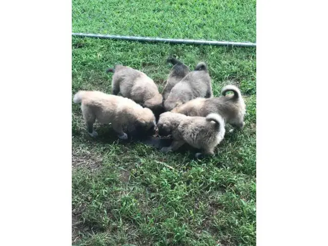6 Anatolian Shepherd Puppies Available - 7/7