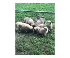 6 Anatolian Shepherd Puppies Available - 7