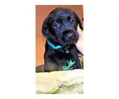 6 Solid Black Labrador puppies for sale - 1