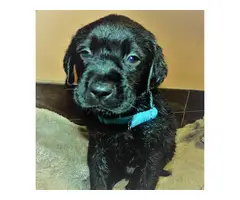 6 Solid Black Labrador puppies for sale - 2