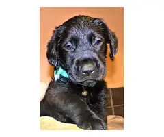 6 Solid Black Labrador puppies for sale - 3