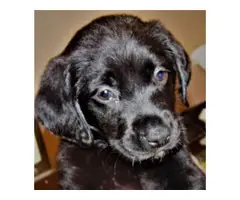 6 Solid Black Labrador puppies for sale - 4