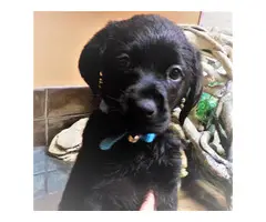 6 Solid Black Labrador puppies for sale - 5