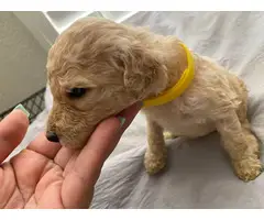 5 male Standard Poodle Puppies