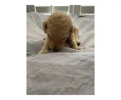 5 male Standard Poodle Puppies - 3