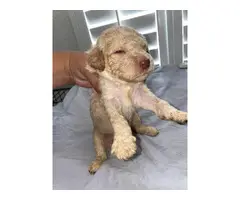 5 male Standard Poodle Puppies - 6