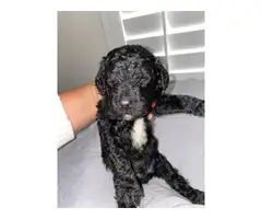 5 male Standard Poodle Puppies - 10