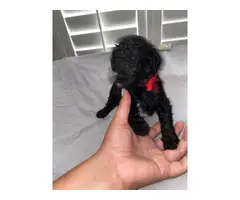 5 male Standard Poodle Puppies - 11