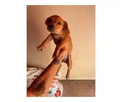 4 Adorable Chiweenie pups looking for good homes - 4