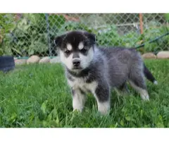 Cute and outstanding males and females siberian husky puppies - 1