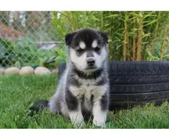 Cute and outstanding males and females siberian husky puppies - 2
