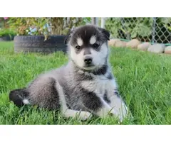 Cute and outstanding males and females siberian husky puppies - 3