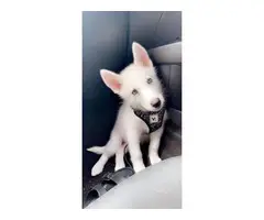 Rehoming 3 months old husky puppy