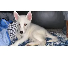 Rehoming 3 months old husky puppy - 2
