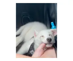 Rehoming 3 months old husky puppy - 3