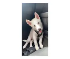 Rehoming 3 months old husky puppy - 4