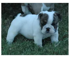 Adorable outstanding English Bulldog puppies (100% Pure Breed)