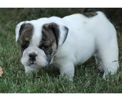 Adorable outstanding English Bulldog puppies (100% Pure Breed)