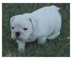 Adorable outstanding English Bulldog puppies (100% Pure Breed)
