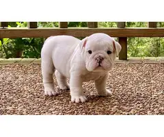 Adorable outstanding English Bulldog puppies (100% Pure Breed)