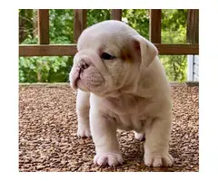Adorable outstanding English Bulldog puppies (100% Pure Breed)