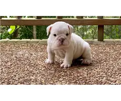 Adorable outstanding English Bulldog puppies (100% Pure Breed)