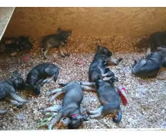 2 males and 2 females AKC Norwegian elkhound puppies