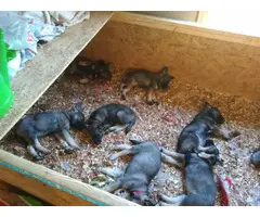 2 males and 2 females AKC Norwegian elkhound puppies - 3