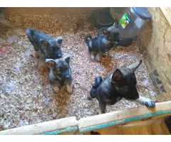 2 males and 2 females AKC Norwegian elkhound puppies - 4