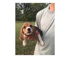 Six Beagle Puppies Available for Sale - 1