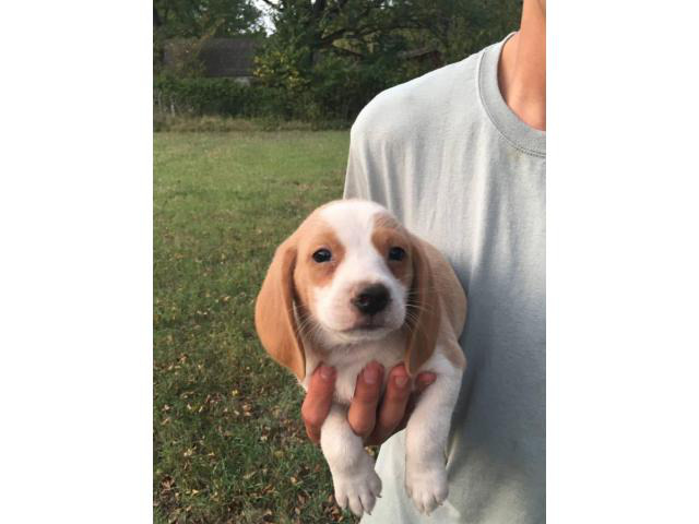 Six Beagle Puppies Available for Sale in Joplin, Missouri ...