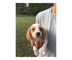 Six Beagle Puppies Available for Sale - 2