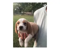 Six Beagle Puppies Available for Sale - 3